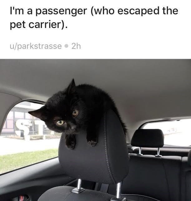 Playful black cat perched on car headrest during park outing.