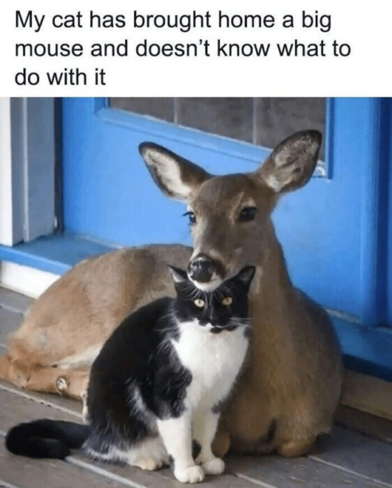 Playful cat and relaxed deer together on a rustic porch with colorful door and wooden flooring.