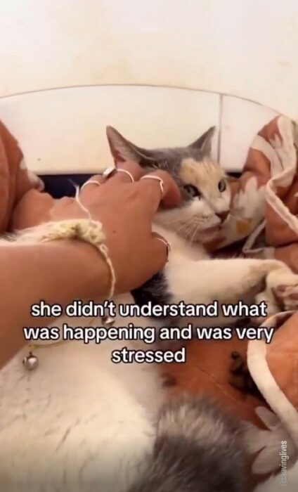 Close-up of anxious cat being gently comforted by a caring human hand.