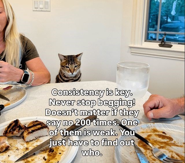 Cat begging persistently at dinner table during family meal with two adults.