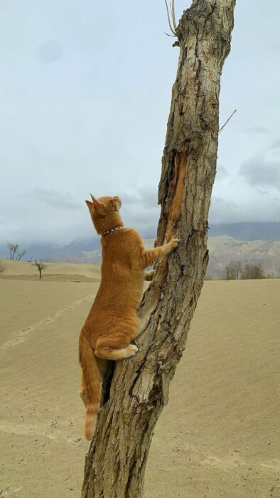 Orange cat climbing a weathered tree in a dry desert landscape.