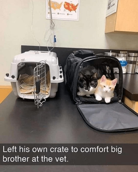 Two cats share a comforting moment at the vet, showcasing sibling bond and pet companionship.
