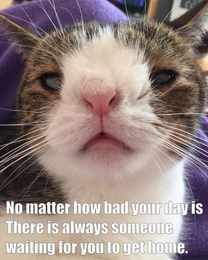 Cute gray and brown cat with quirky expression and uplifting message about waiting for you at home.