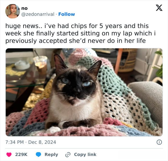 Siamese cat resting on colorful crochet blanket in cozy home setting.