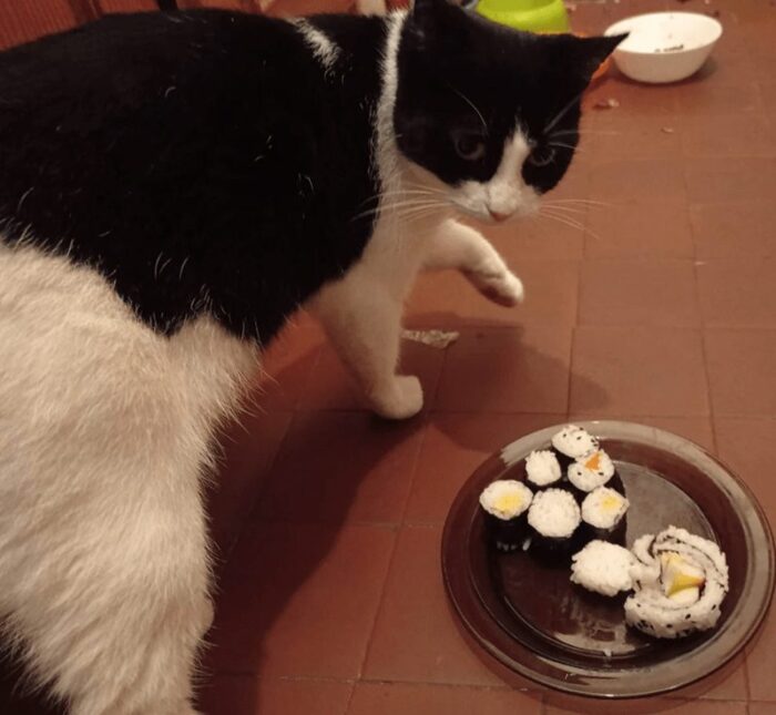 Black and white cat curious about sushi on a black plate on the tiled floor.