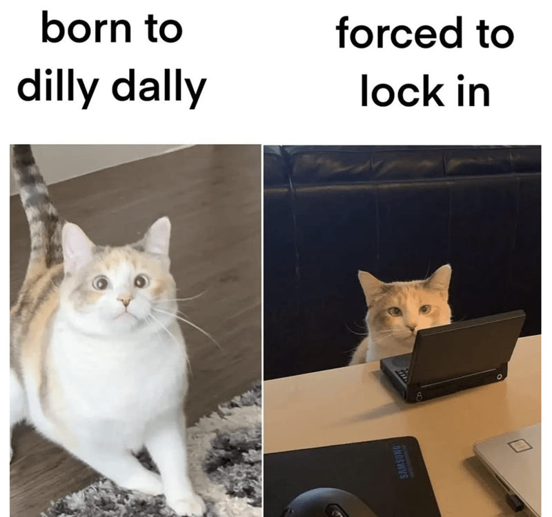 Humorous cat meme shows playful versus focused moments with a cat working on a laptop.
