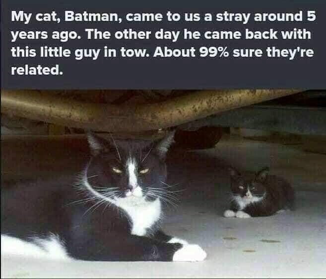 Cute black and white cats, Batman and kitten, lounging under a vehicle, showing close feline bond.