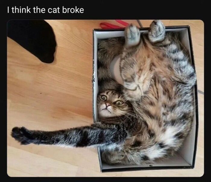 Humorous cat stuck in a small cardboard box with a funny expression.