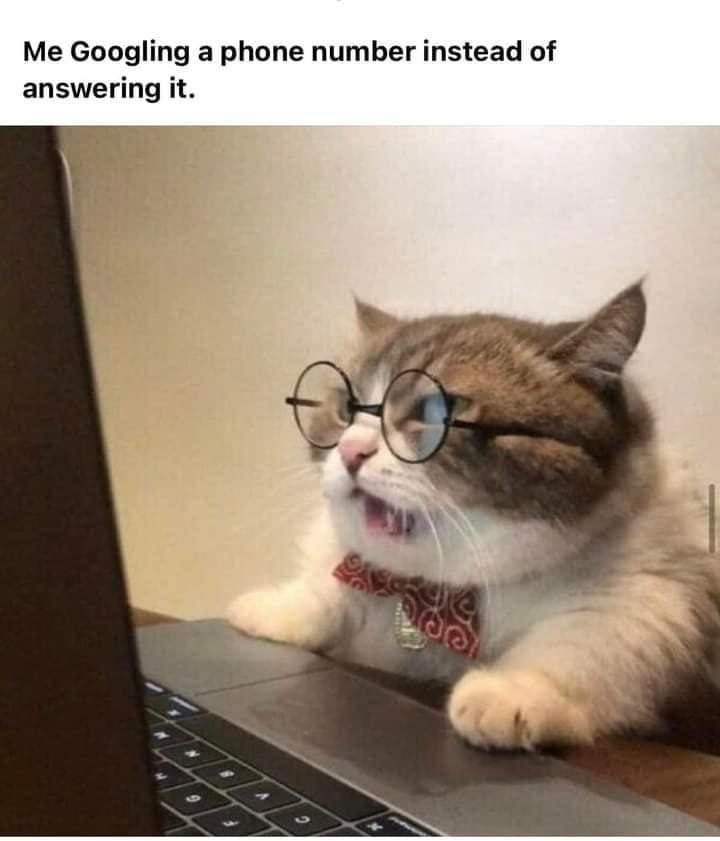 Humorous cat with glasses and bow tie googling a phone number on a laptop.
