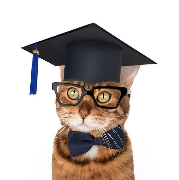 Cute anthropomorphic cat in graduation cap, glasses, and bow tie, celebrating academic achievement.