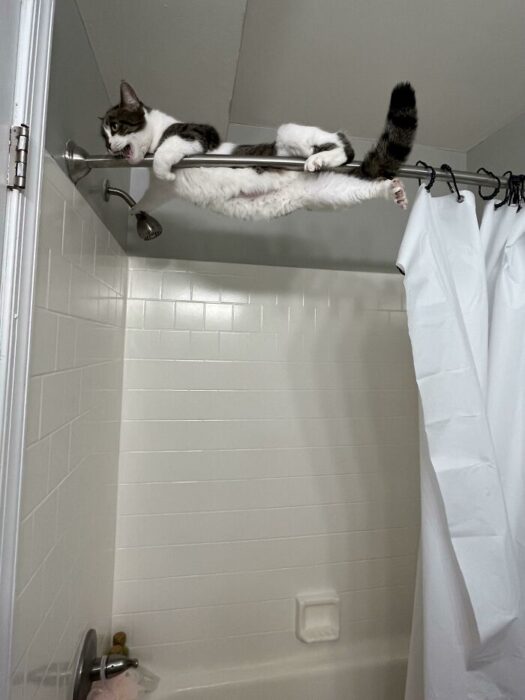 Playful cat hanging on bathroom shower rod, showing agility and curiosity in a bright tiled space.