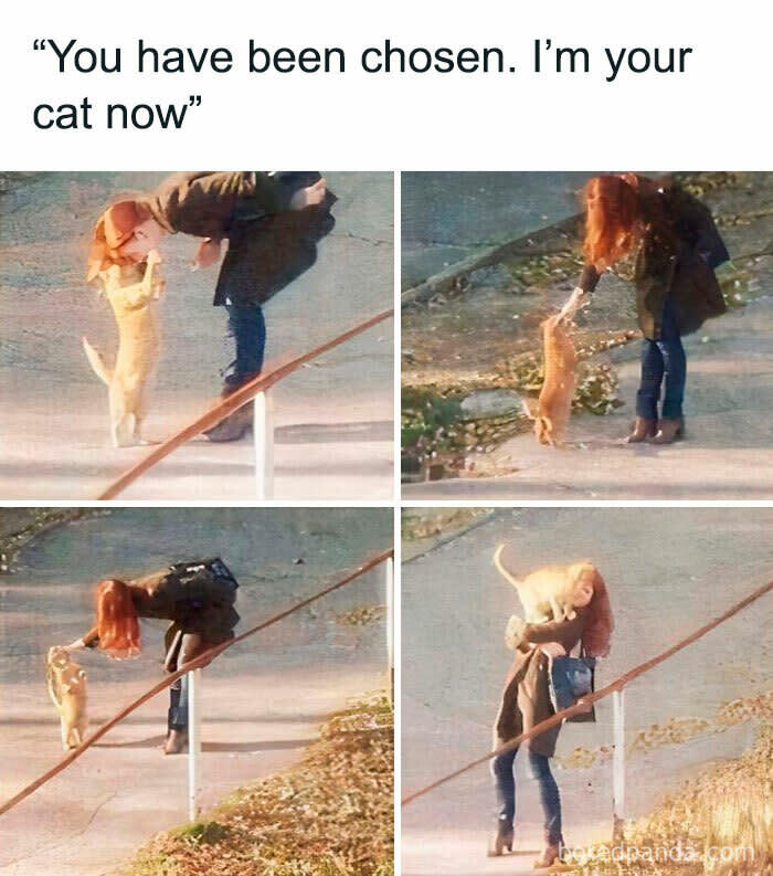 Funny cat adoption moment with woman, playful cat choosing her, heartfelt pet-human bond.