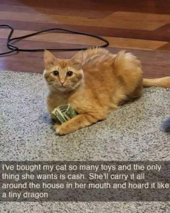 Orange tabby cat playing with cash on gray rug, funny pet moment indoors.