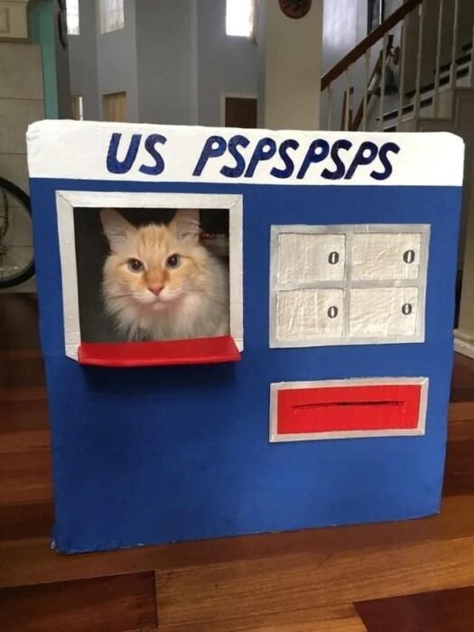 Orange and white cat peeks from handmade cardboard ATM box in cozy home setting.