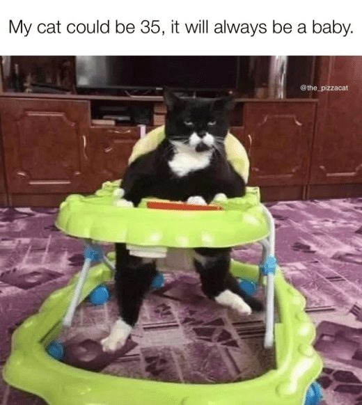 Humorous photo of a black and white cat in a colorful baby walker at home.