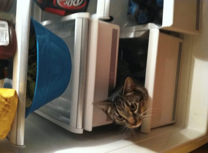 Adorable cat peeking from inside a refrigerator among food and beverages.
