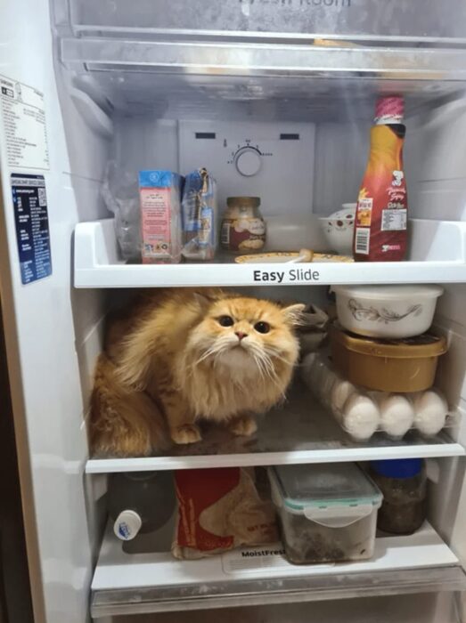 Funny orange cat sitting inside a refrigerator among food items in a chaotic kitchen.