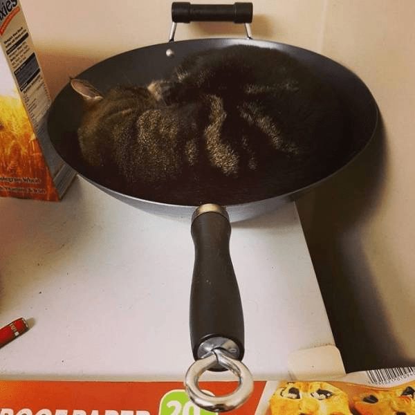 Cute tabby cat napping inside a frying pan on a kitchen counter.