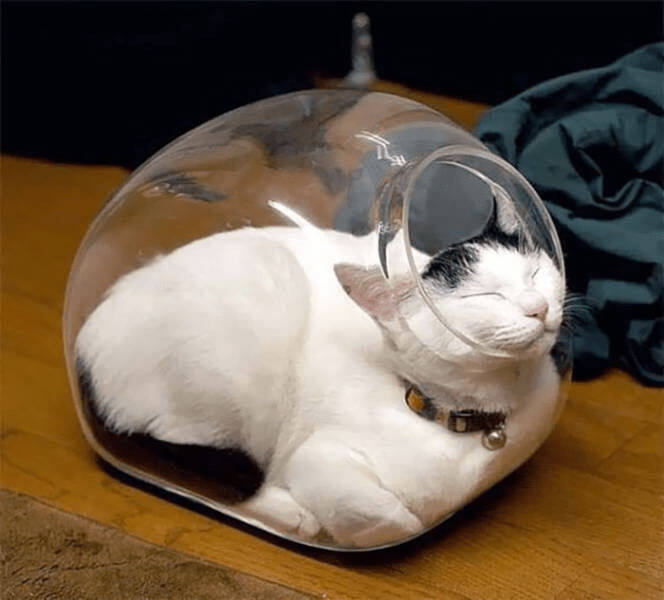 Cute white cat nestled inside a glass bowl on a wooden table.