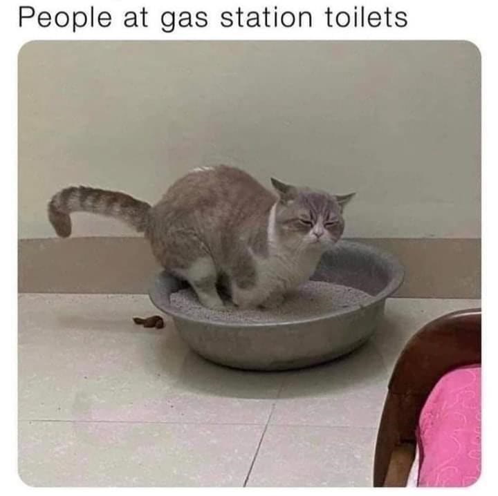 Humorous cat in a litter box resembling gas station toilet with funny caption about uncomfortable public restrooms.