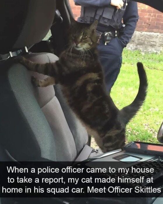 Playful tabby cat Officer Skittles relaxing in police car with officer during humorous outdoor scene.