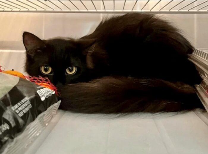 Black cat hiding inside a refrigerator, peering out with yellow eyes, surrounded by household items.