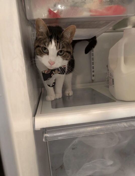 Curious cat inside refrigerator with green eyes and playful bandana, exploring household food items.