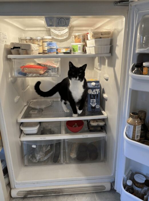 Black-and-white cat exploring a food-filled refrigerator shelf.