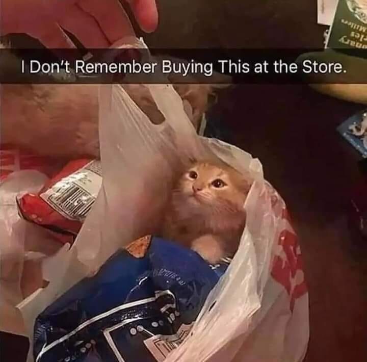 Playful orange cat in grocery bag with humorous caption about unexpected shopping surprise.