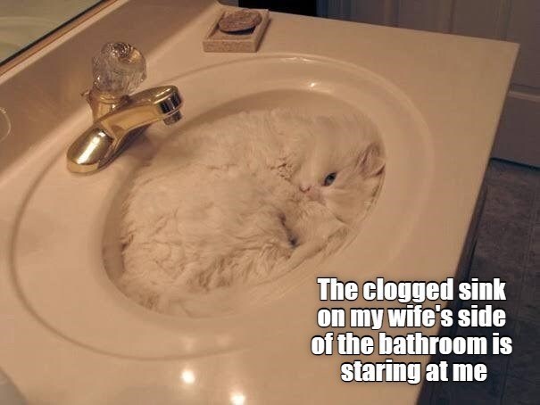 Cute white cat curled inside bathroom sink with gold faucet, humorously mimicking a clogged drain.