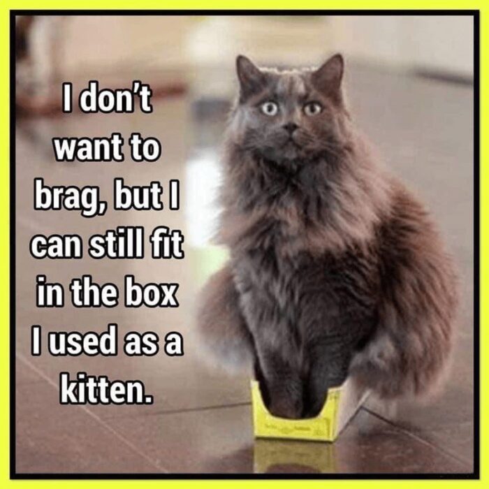 Fluffy gray cat fitting in a small box, adorable and humorous pet owner caption.
