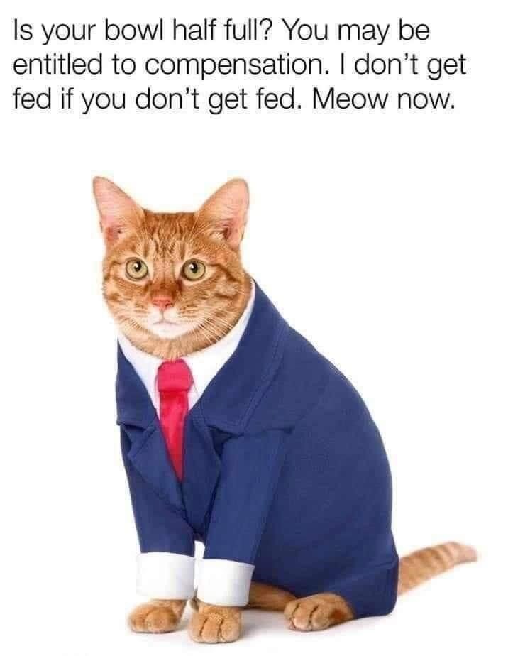 Funny orange tabby cat in suit with humorous legal-style caption about pet feeding and compensation.