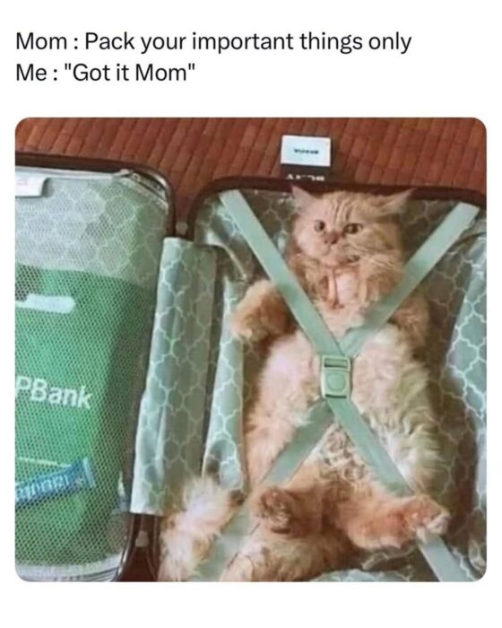 Humorous cat lounging in open suitcase during packing, with Pack your important things caption.
