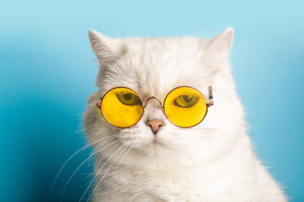 Whimsical white fluffy cat wearing trendy yellow sunglasses against blue gradient background.