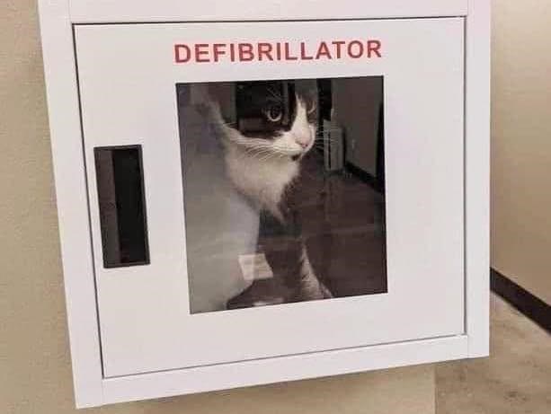 Funny cat inside a defibrillator cabinet with emergency medical equipment in the background.