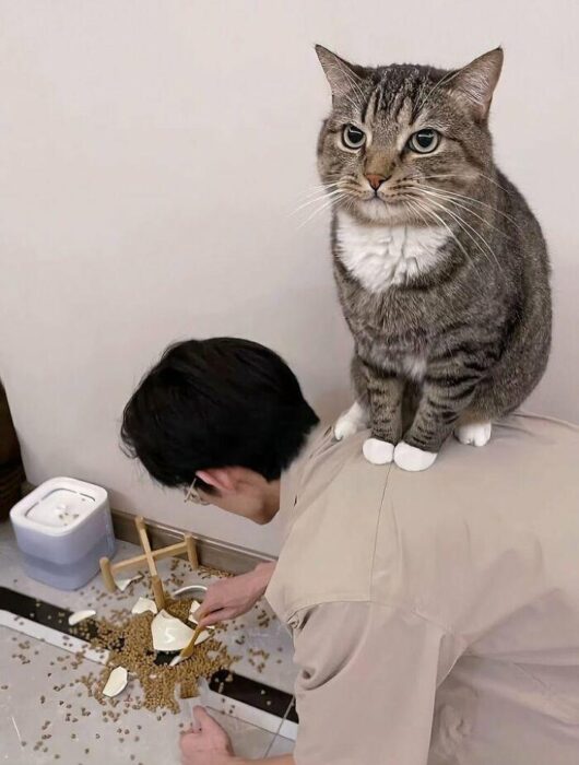 Humorous scene of a person cleaning cat food mess with a curious tabby cat watching.