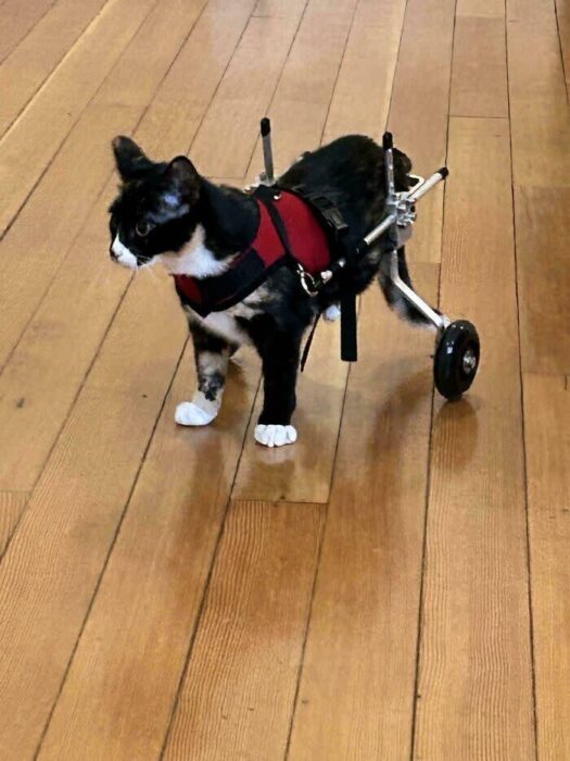 Adorable black and white cat using a mobility aid on a warm wooden floor.