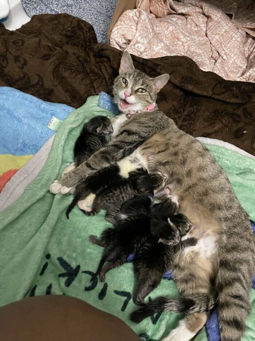Mother cat nursing adorable kittens on cozy blankets in a warm, loving indoor environment.