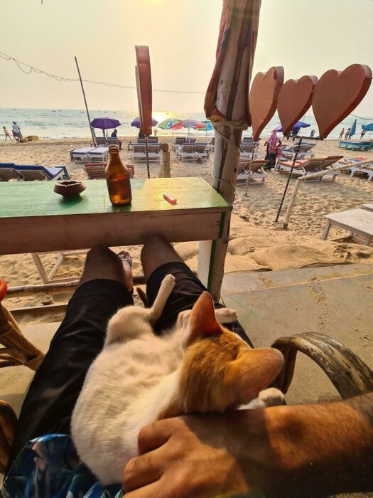 Relaxing cat on lap at colorful beachside with summer drinks and sandy shore.