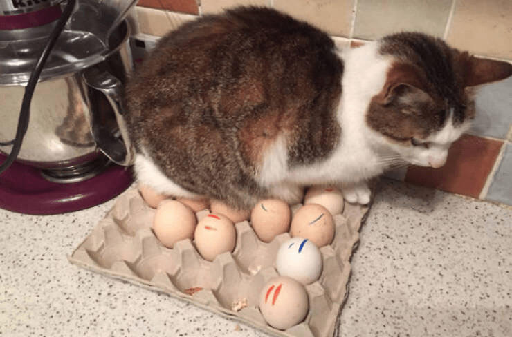 Playful tabby cat perched on egg carton with colorful eggs in modern kitchen.