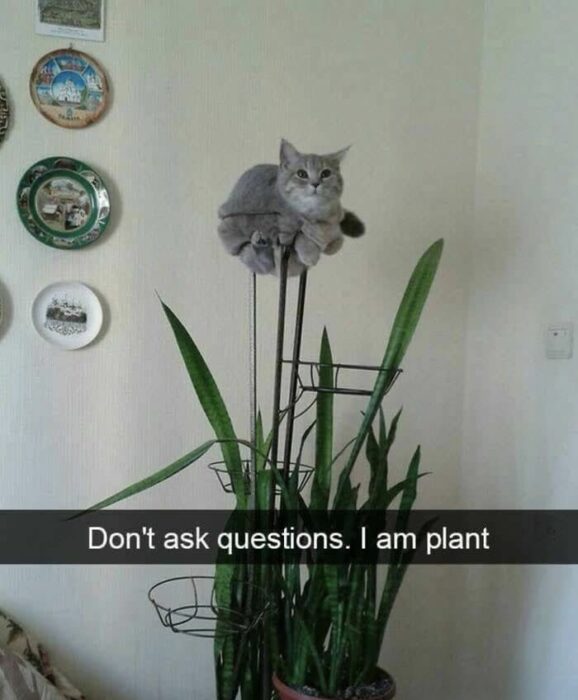 Playful gray cat perched on snake plant stand among decorative plates in a cozy home.