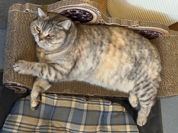 Plump grey cream cat lounging on wicker sofa bed with plaid blanket in cozy home.