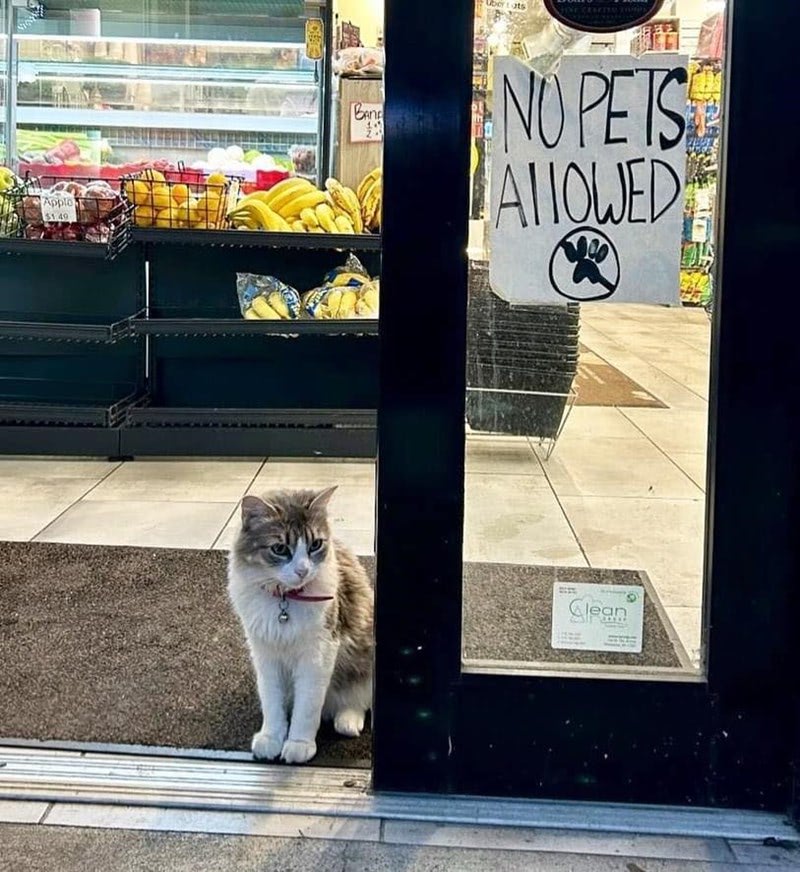 Cute cat outside store with No Pets Allowed sign and fresh produce display.