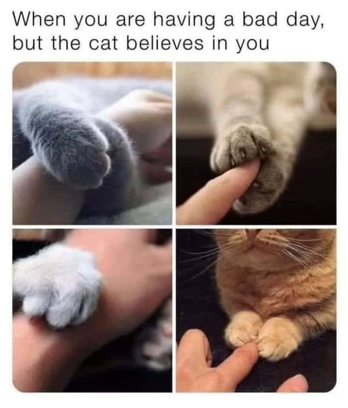 Cat paws providing comfort and emotional support to humans during a difficult day.