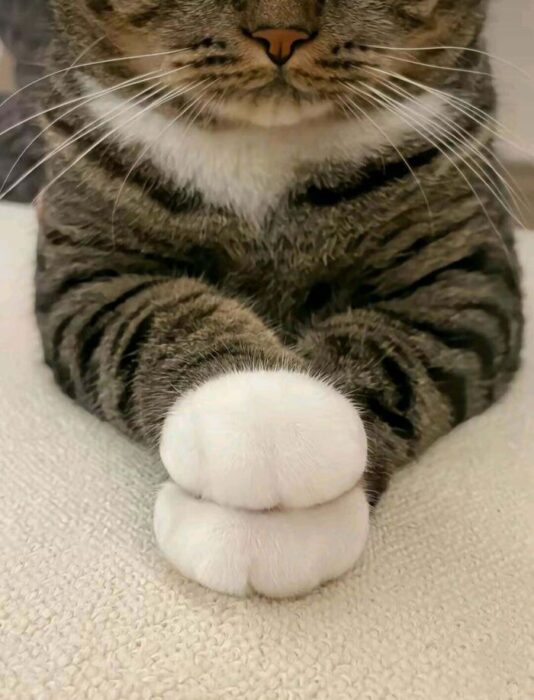Close-up of a relaxed cats striped fur and adorable white paws resting on a soft blanket.