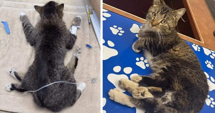 Tabby cat recovering at vet, showing before and after treatment care.