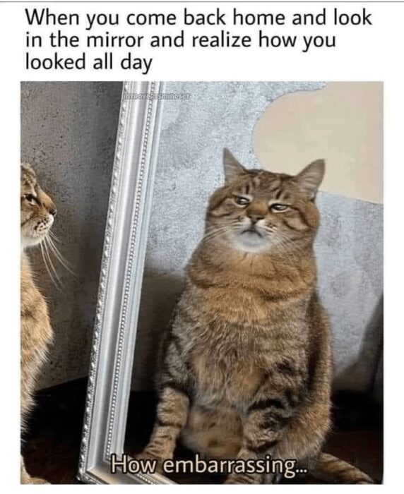 Humorous cat reflecting on its messy day looking in a mirror with a guilty expression.