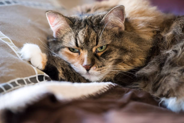 Relaxed fluffy brown tabby cat with green eyes resting on cozy pillows and blankets.