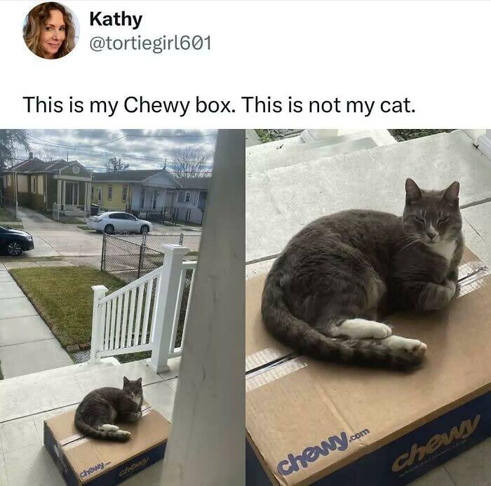 Cute gray and white cat relaxing on Chewy box on porch in suburban neighborhood.