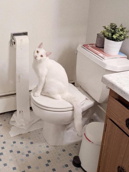 Cute white cat sitting on bathroom toilet with unrolled toilet paper and cozy decor.